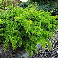 Image result for Adiantum capillus-veneris
