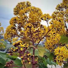 Image result for Roldana