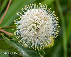 Image result for Rubiaceae