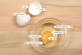 what is in the egg white