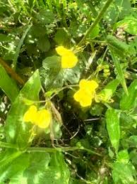 Image result for Aneilema aequinoctiale