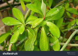Image result for Euphorbia umbellata