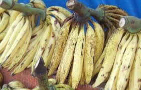 Pohon pisang sangat cocok tumbuh di daerah tropis basah, panas, dan juga lembap. Jual Jual Pisang Tanduk Per Buah Di Lapak Azt3cs Bukalapak