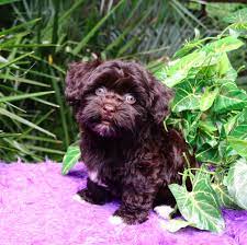 And don't forget the puppyspin tool, which is another fun and fast way to search for puppies for sale in tennessee, usa area and dogs for adoption in tennessee, usa area. Myhavanesepuppy Com Myhavanesepuppy Com