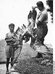 Vor ein paar tagen haben wir über die unterschiede von bartgeier und steinadler bezüglich der nahrung geschrieben. Bartgeier Wikipedia