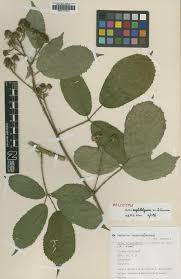 Image result for Rubus chapmanianus