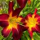 Free State Daylily Society Sale at the Carroll... event in Westminster, MD