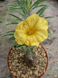 Image result for Ipomoea linosepala