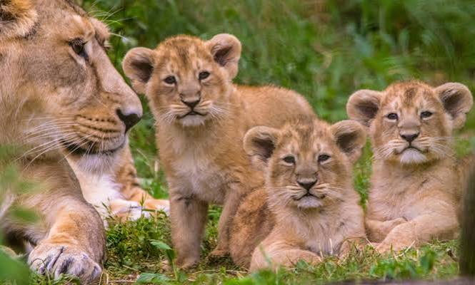 7 Days Primates, Big Game and Lake Kivu