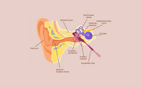 Ma confrunt de ceva timp cu o problema. Otita Alerta Orl