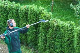 Bevor man die schere ansetzt, sollte man also vorsichtig prüfen, ob sich in der hecke bereits ein vogel eingenistet hat und den schnitt in diesem fall um einige wochen wer eine hecke aus heimischen sträuchern pflanzt, hat einen dekorativen sichtschutz und schützt außerdem die natur. Hecke Zulassige Hohe Und Abstand Zum Grundstuck Des Nachbarn