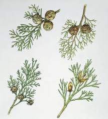 Image result for Cupressaceae