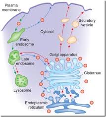 Introduction and functions of the golgi apparatus. 15 Functions Of Golgi Complex Or Golgi Bodies
