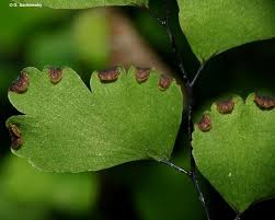 Image result for Adiantum capillus-veneris
