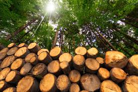 Get seasoned wood for sale today. Firewood For Sale In Portland Or Portland Tree Service