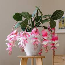 Image result for Medinilla