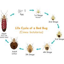 How To Know If My Bedbugs Are Gone - Quora