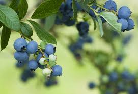 Its rounded, spreading bush habit makes it a great landscape plant they. Blueberry California Tropical Fruit Tree Nursery