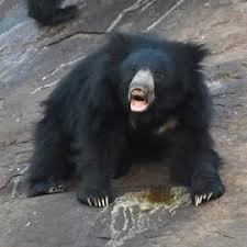 The sloth bear is a nocturnal insectivorous bear species native to the indian subcontinent. An Encounter With A Sloth Bear Wildlife Conservation Trust