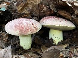 Pilz Ticker Uebersicht