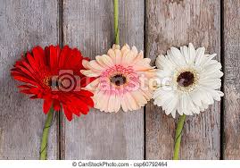 Gerbera daisy flowers near me. Three Multicolored Gerber Daisy Flowers On Wood Close Up Top View Canstock