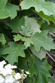 Image result for Bocconia