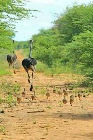 For Protection They Ll Scurry Off Of The Road Won T They Domashnie Pticy Milye Detenyshi Zhivotnyh Zhivotnye