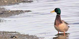Vogel Van De Maand Februari 2020 De Wilde Eend Natuurwerkgroep De Reest