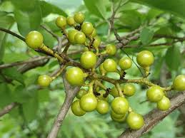 Image result for Ampelocissus africana