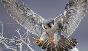 7 LIVE Falcon Cams From Around the World! (2020) - Bird Watching HQ