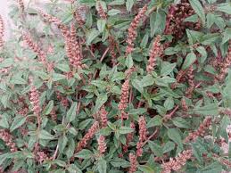 Image result for Amaranthus deflexus