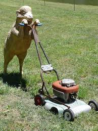 To wind up on our list of top 10 best lawn mower brands this american lawn mower comes with a blade push reel. Husqvarna 7021p 21 Inch 160cc Honda Gcv160 Gas Powered 3 N 1 Push Lawn Mower With High Rear Wheels Carb Compliant Lawn Mower Push Lawn Mower Mower