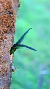 La beauté de la vie sauvage : le quetzal au Costa Rica