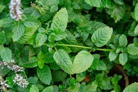 Image result for Platostoma