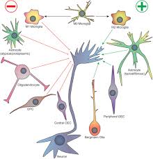Click here to see more models. Frontiers Glial Cell Axonal Growth Cone Interactions In Neurodevelopment And Regeneration Neuroscience