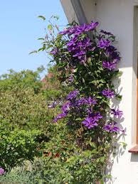 Die clematis hat viele erscheinungsformen, denn sie kommt aus einer sortenreichen pflanzenfamilie. Clematis The President Clematis The President Baumschule Horstmann