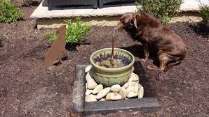 Patio Garden Water Feature Diy Homeowner Gc Dog Water Fountain Water Features In The Garden Diy Water Feature