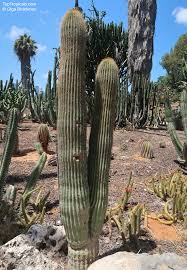 Image result for Cephalocereus