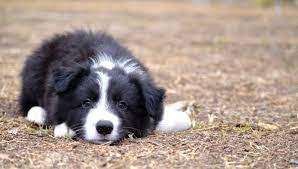 Http Www Gumtree Com Au S Ad Maidenwell Dogs Puppies Pure Bred Border Collie Puppies For Sale 10 Border Collie Puppies Collie Puppies Collie Puppies For Sale