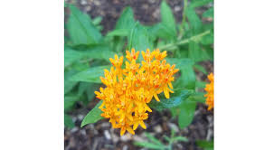 Due to time and space, i'm not able to give great descriptions of the rest, but thought it would be helpful to provide a list of other native flowers. Natives And Landscape Plant Selection University Of Illinois Extension