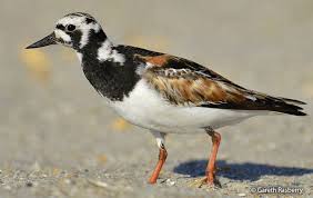 Image result for Entada arenaria