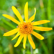 Homöopathie schrank für globuli, schüsslersalze und bachblüten. Arnica Montana Globuli Kaufen Remedia Homoopathie