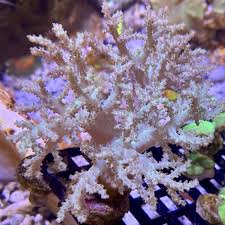 Image result for Scleria xerophila