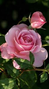 Refletindo O Novo Testamento Parte 60 In 2020 Beautiful Rose Flowers Love Flowers Beautiful Roses