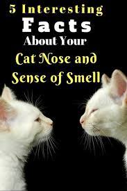 5 Interesting Facts About Your Cat S Nose And Sense Of Smell Cat Facts Cat Nose Cat Training