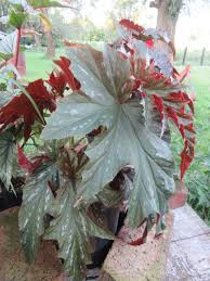Image result for Behniaceae