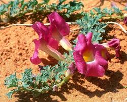 Image result for Harpagophytum procumbens