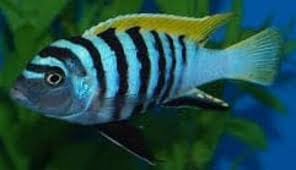 Image result for Microchloa afra