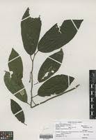 Image result for Leptonychia