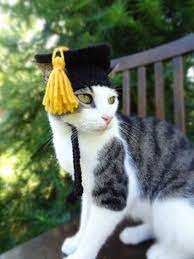 Petslady S Pick Cute Graduating Cat Of The Day Crochet Cat Hat Cat Hat Pattern Crochet Cat